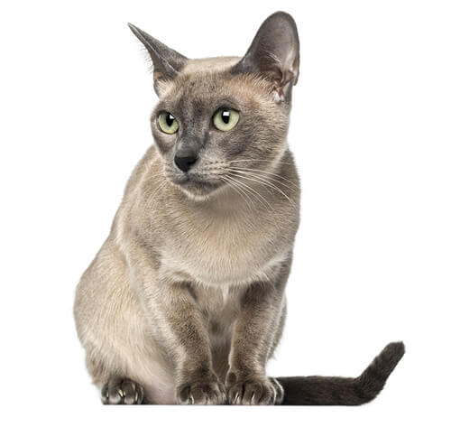 Тонкинская кошка: описание породы, характер, уход — Purina.ru